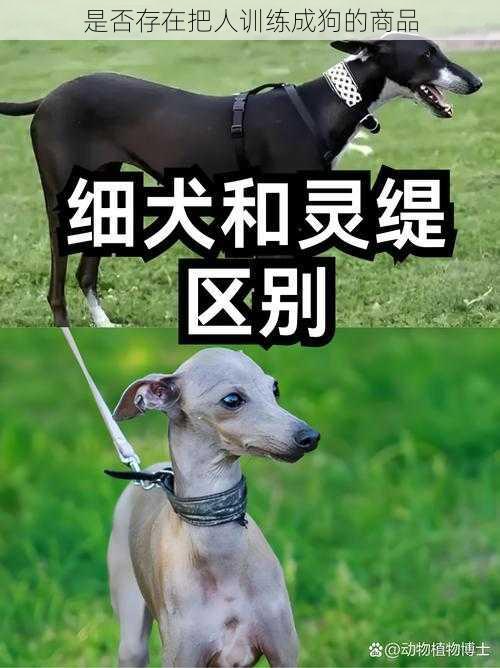 是否存在把人训练成狗的商品